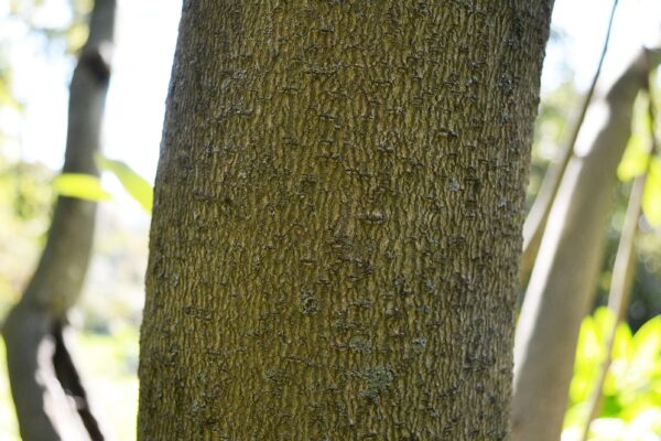 Magnolia virginiana - Bark