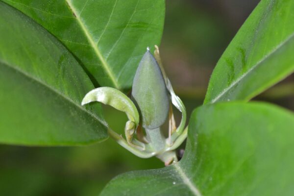 Magnolia virginiana - Flower Bud and Emerging Foliage
