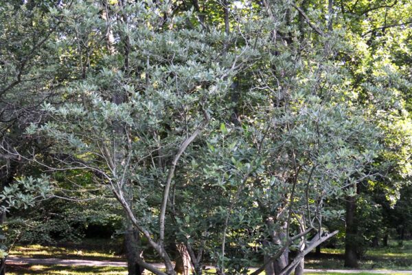 Magnolia virginiana - Habit