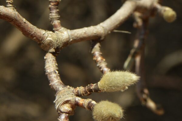Magnolia × loebneri ′Leonard Messel′ - Buds