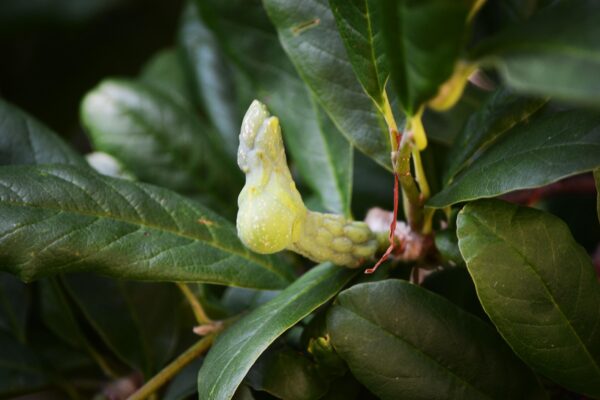 Magnolia × loebneri ′Leonard Messel′ - Unripe Fruit