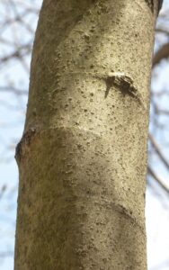 Magnolia × loebneri ′Leonard Messel′ - Bark