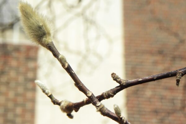 Magnolia × loebneri ′Leonard Messel′ - Buds