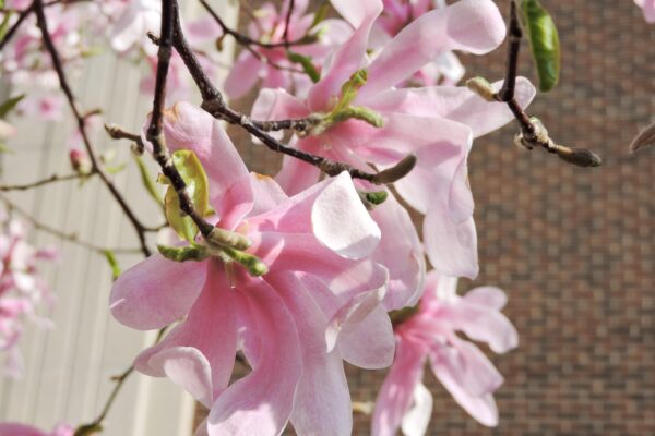 Magnolia × loebneri ′Leonard Messel′ - Flowers