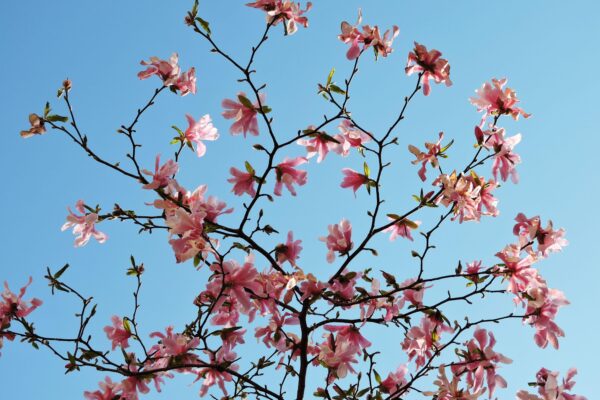 Magnolia × loebneri ′Leonard Messel′ - Flower Canopy