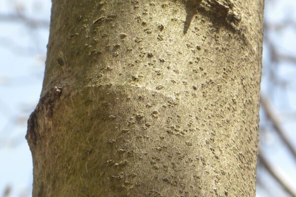 Magnolia × loebneri ′Leonard Messel′ - Bark