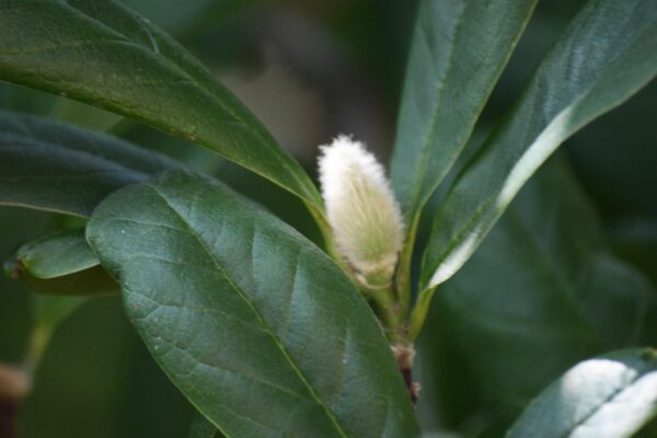 Magnolia × loebneri ′Leonard Messel′ - Bud in Summer