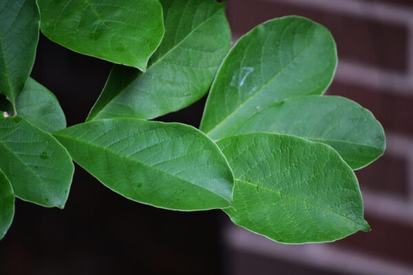 Magnolia × loebneri - Foliage