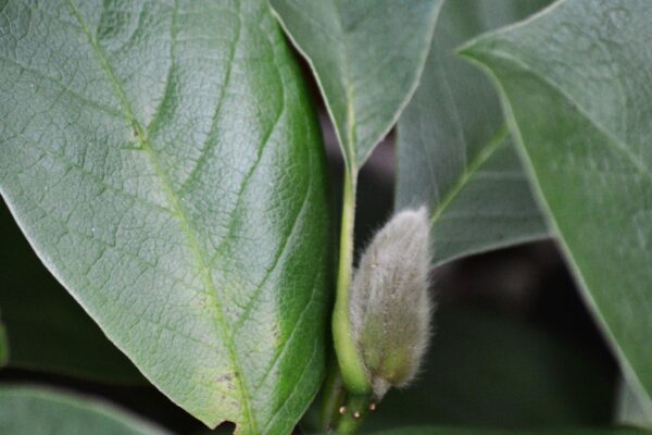 Magnolia × loebneri - Bud in Summer