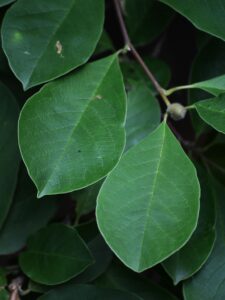 Magnolia × loebneri - Leaves