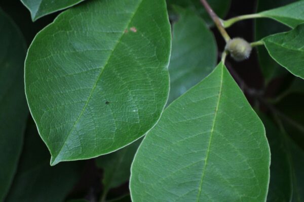 Magnolia × loebneri - Leaves