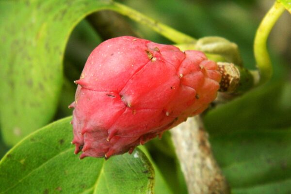 Magnolia × soulangeana - Fruit