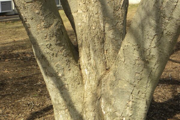 Magnolia × soulangeana - Bark