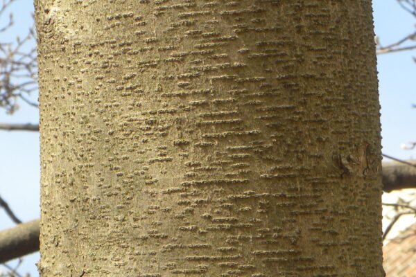 Magnolia × soulangeana - Bark