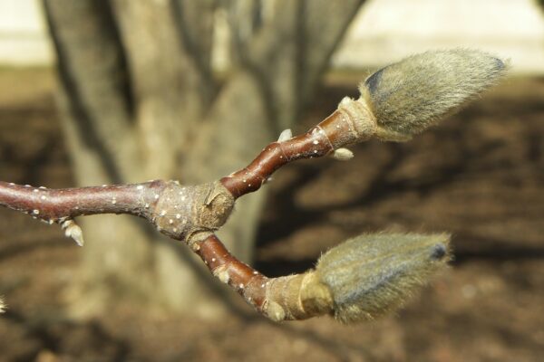 Magnolia × soulangeana - Flower Buds