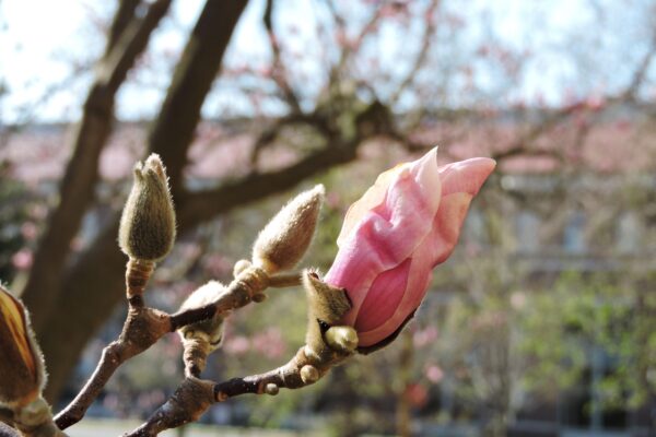 Magnolia × soulangeana - Flower Buds