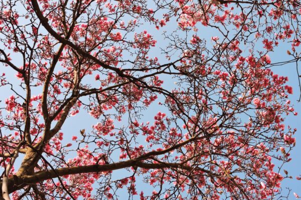 Magnolia × soulangeana - Flower Canopy