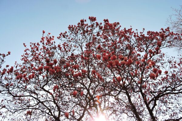 Magnolia × soulangeana - Flower Canopy