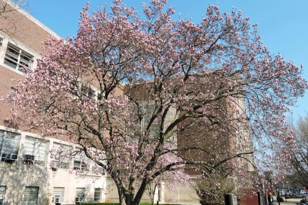 Magnolia × soulangeana - Flowering Habit