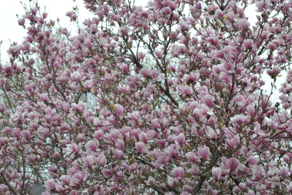 Magnolia × soulangeana - Branches of Flowers