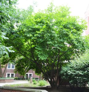 Magnolia × soulangeana - Overall Habit