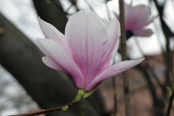 Magnolia × soulangeana - Flower