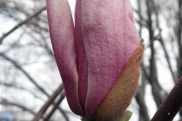Magnolia × soulangeana - Opening Flower Bud