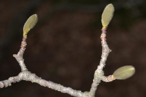 Magnolia × soulangeana - Flower Buds