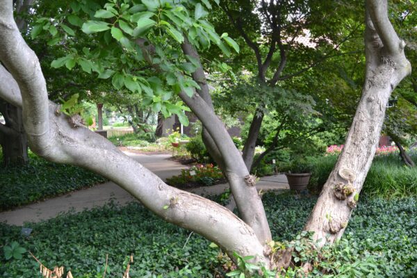 Magnolia × soulangeana - Bark