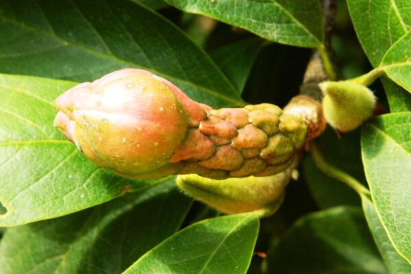 Magnolia × soulangeana - Immature Fruit