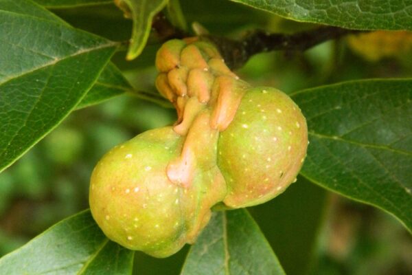 Magnolia × soulangeana - Immature Fruit