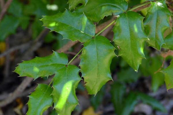 Mahonia aquifolium - Leaf