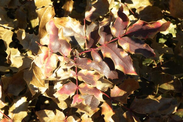 Mahonia aquifolium - Winter Foliage