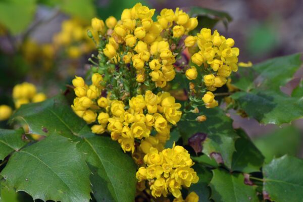 Mahonia aquifolium - Flower