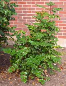 Mahonia aquifolium - Shrub Habit