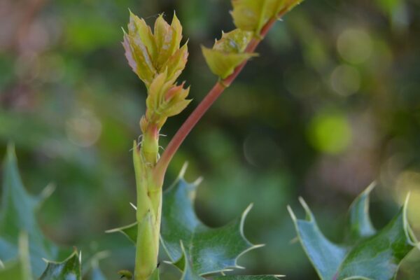Mahonia aquifolium - Emerging Foliage