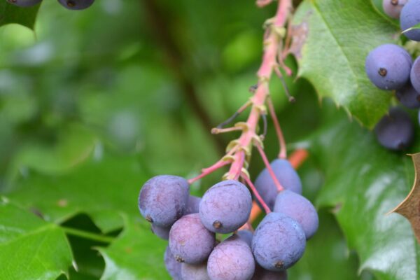 Mahonia aquifolium - Fruit