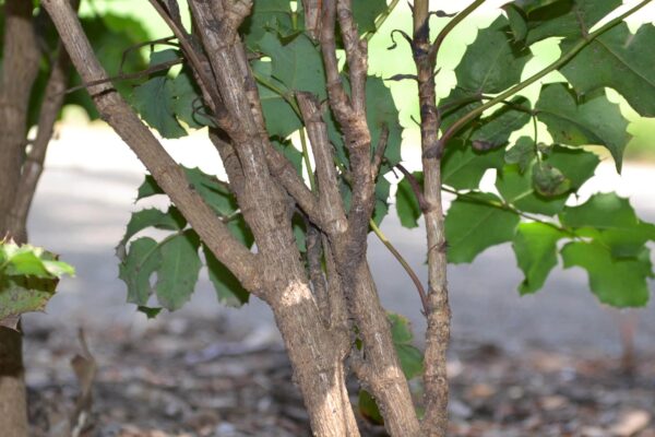 Mahonia aquifolium - Bark