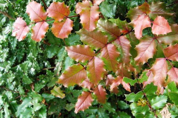 Mahonia aquifolium - Fall Foliage