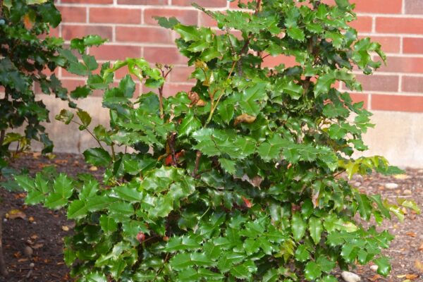 Mahonia aquifolium - Shrub Habit