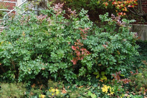 Mahonia aquifolium - Fall Habit