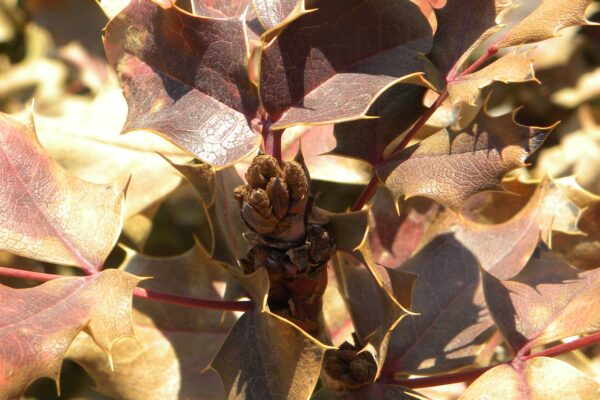 Mahonia aquifolium - Buds and Winter Foliage