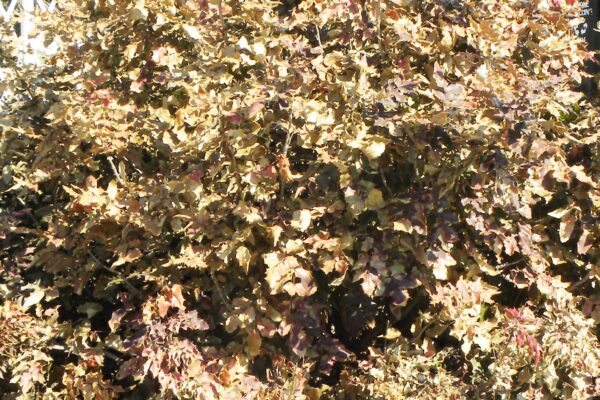 Mahonia aquifolium - Winter Habit