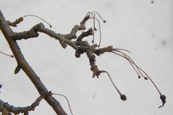 Malus floribunda - Buds