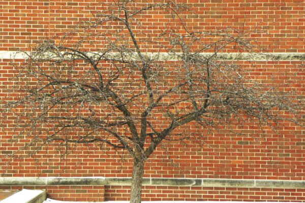 Malus floribunda - Winter Habit