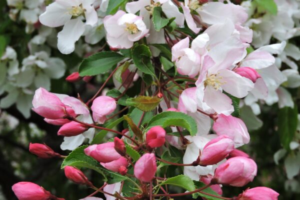 Malus floribunda - Flowers and Buds