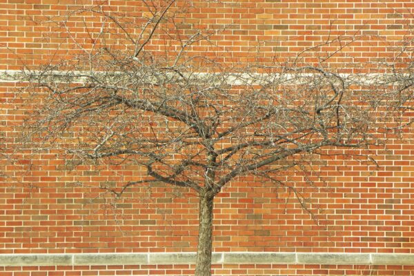Malus floribunda - Winter Habit