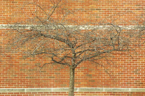 Malus floribunda - Winter Habit