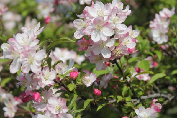 Malus floribunda - Flowers