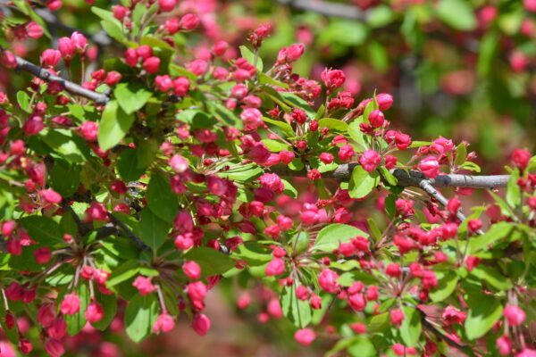 Malus floribunda - Flower Buds